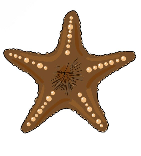 The Chocolate Starfish Ball Marker by Ballmarkers.com displays a five-armed brown starfish with cream-colored dots along each arm and short dark lines in the central area, set against a white background—making it an ideal coastal-themed golf accessory for those looking for a distinctive beach-inspired ball marker.